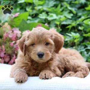 Diesel  F1B, Mini Goldendoodle Puppy
